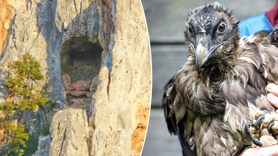Medieval shoe found in vulture nest reveals centuries-old secrets in European mountain caves Education Gold Coast